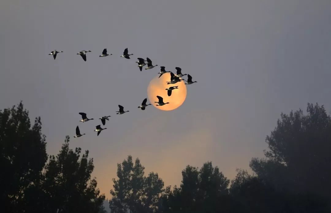 白露节气一场秋雨一场凉,有关24节气白露的知识