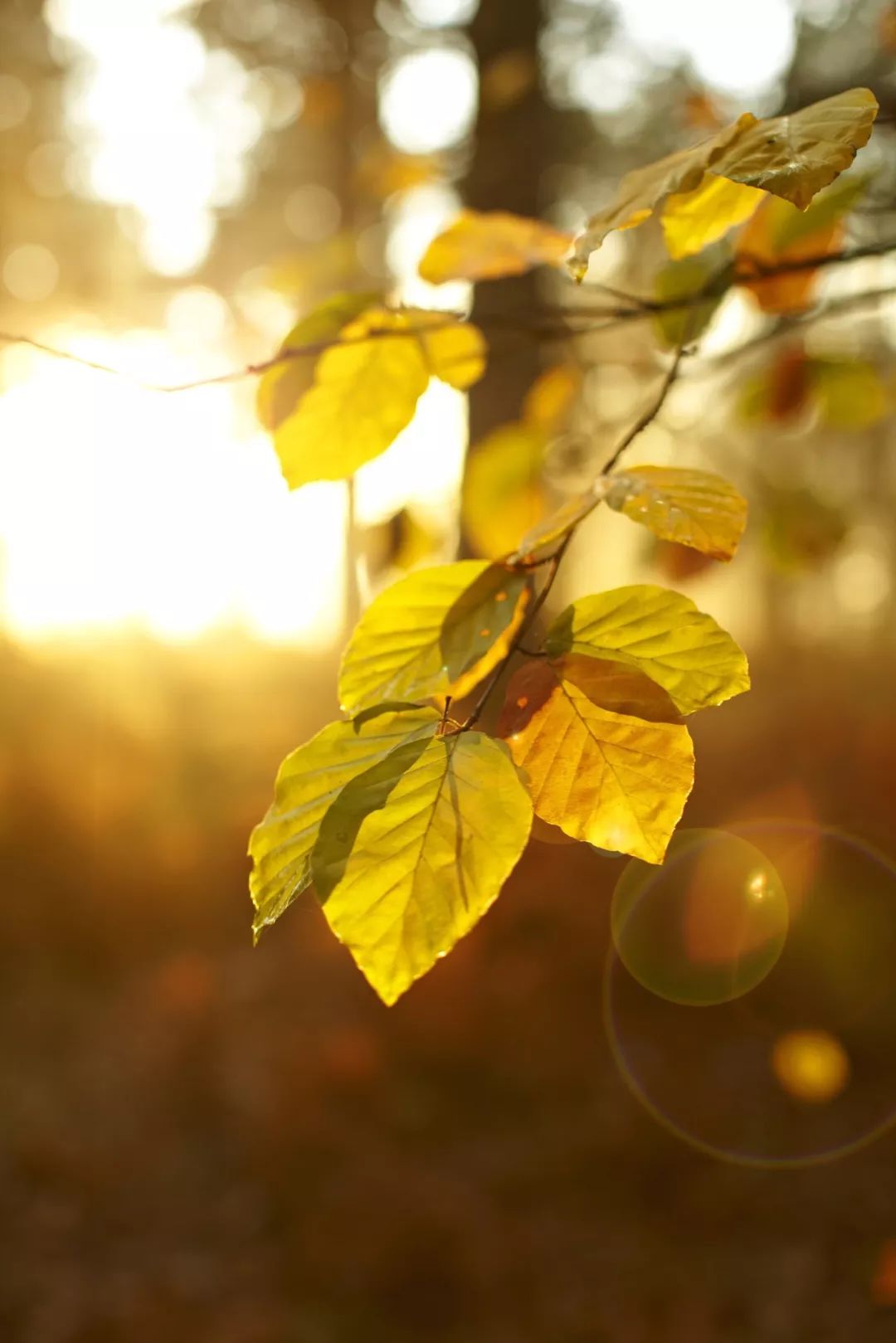 白露节气一场秋雨一场凉,有关24节气白露的知识