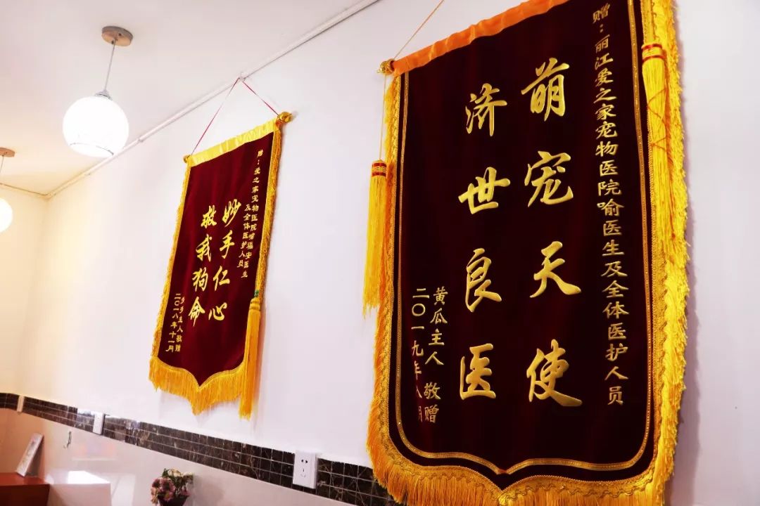 丽江宠物基地,丽江最好的宠物医院