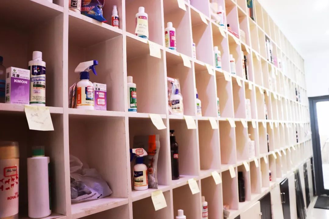 丽江宠物基地,丽江最好的宠物医院