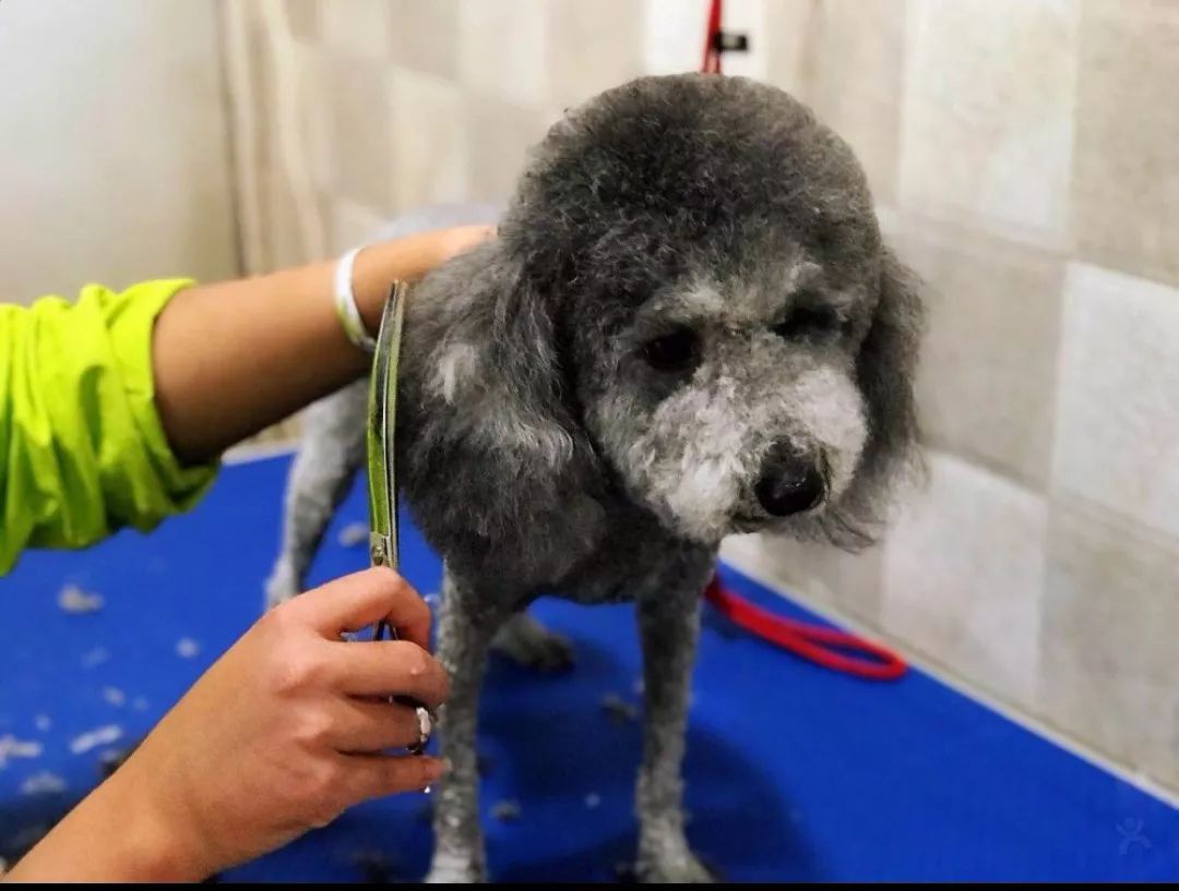 丽江宠物基地,丽江最好的宠物医院