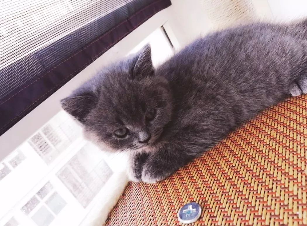 丽江宠物基地,丽江最好的宠物医院