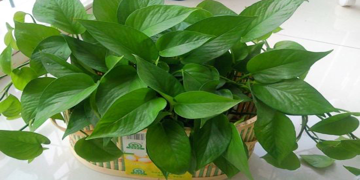 在家绿萝怎么养才能更旺盛小妙招,仿真绿萝怎么挂成瀑布