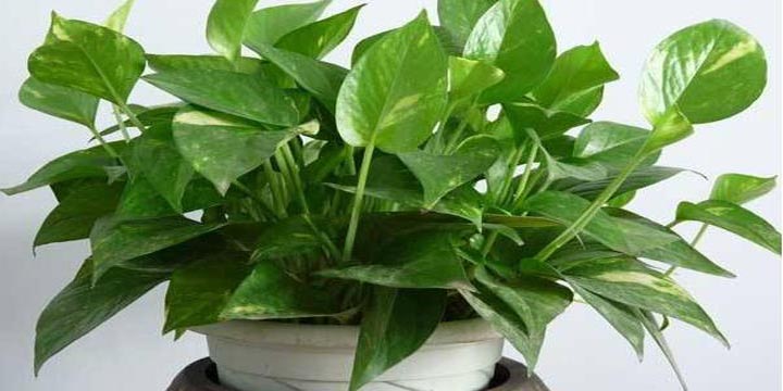 在家绿萝怎么养才能更旺盛小妙招,仿真绿萝怎么挂成瀑布