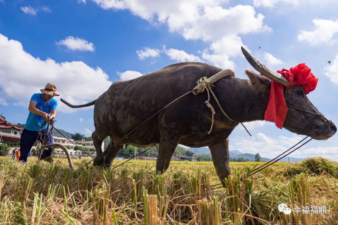 丰收节即将开始,农民丰收节即将开幕