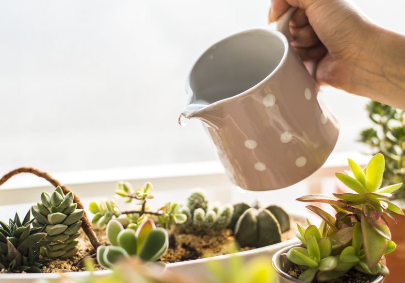 盆栽花草补水有哪些方法技巧,花快干枯了怎么补水