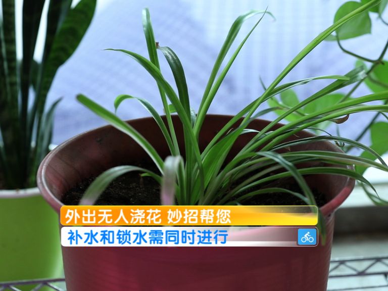 盆栽花草补水有哪些方法技巧,花快干枯了怎么补水