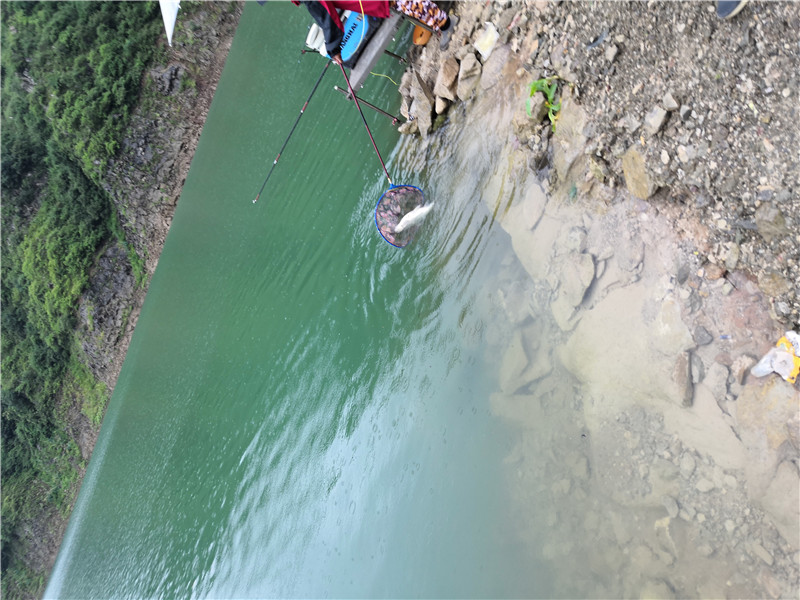 左手大鲤右手大翘我的鱼获超给力