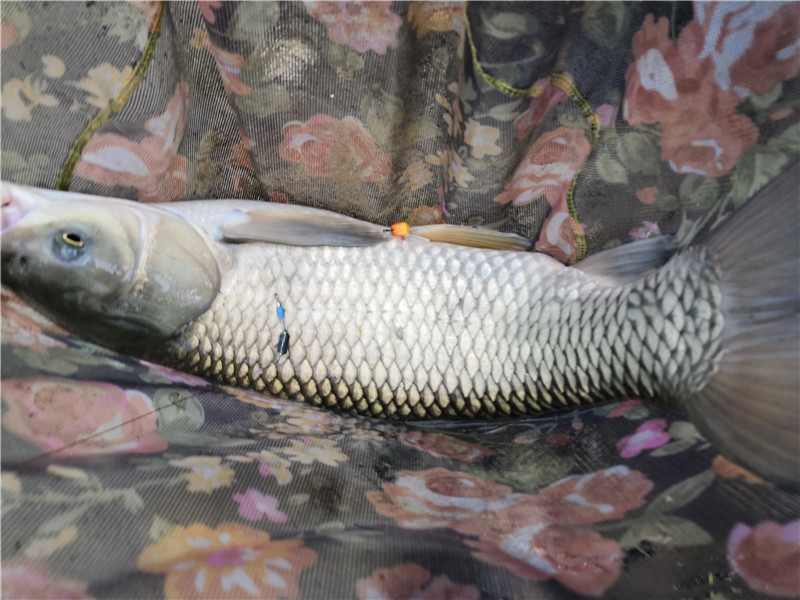 左手大鲤右手大翘我的鱼获超给力