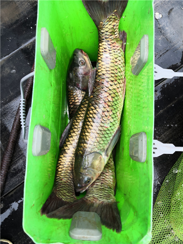 左手大鲤右手大翘我的鱼获超给力