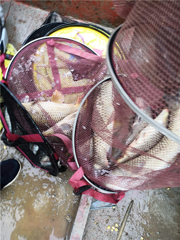 左手大鲤右手大翘我的鱼获超给力