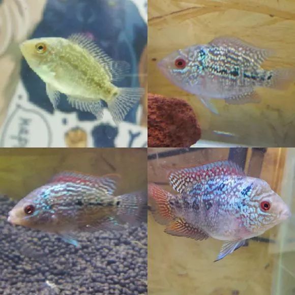 朋友送的三条罗汉，第一天就被泵抽没了一只.......