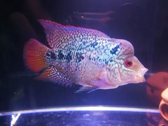 朋友送的三条罗汉，第一天就被泵抽没了一只.......