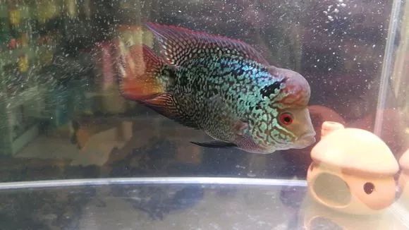 朋友送的三条罗汉，第一天就被泵抽没了一只.......