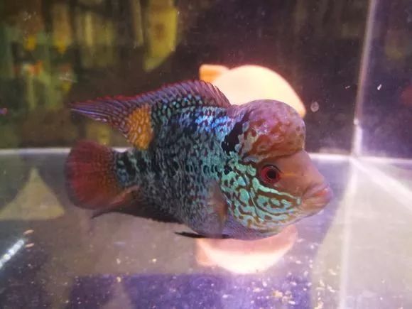 朋友送的三条罗汉，第一天就被泵抽没了一只.......