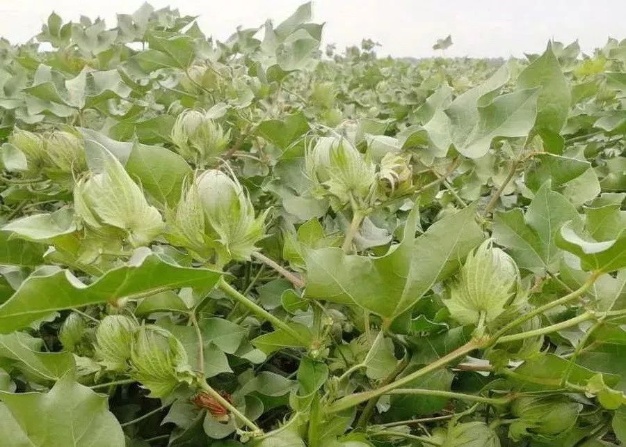 硫酸钾和氯化钾的复合肥区别,氯化钾与硫酸钾的肥效区别在哪里