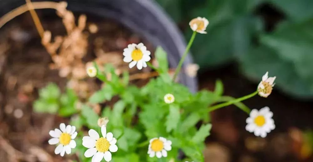 白糖这么厉害这些用处你都知道吗,原来白糖这么厉害