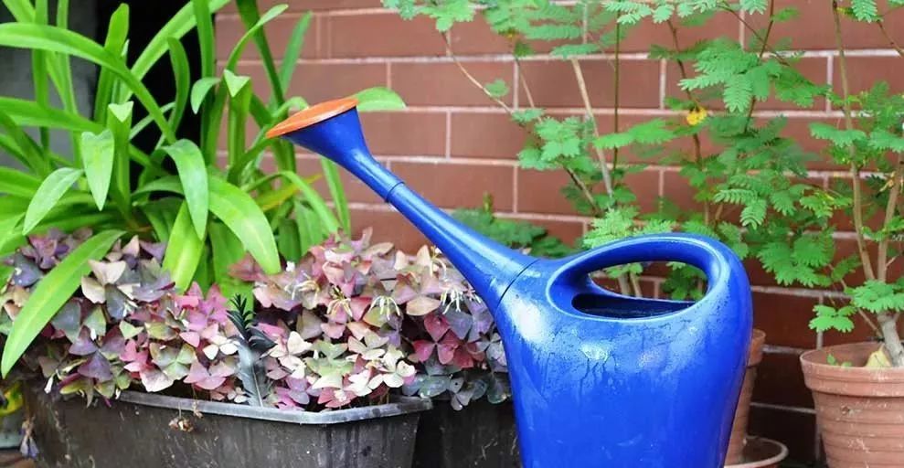 白糖这么厉害这些用处你都知道吗,原来白糖这么厉害