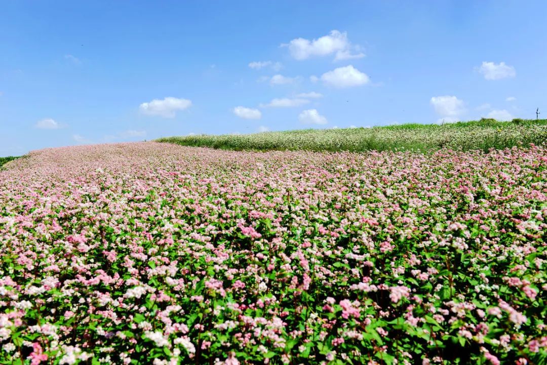 记忆里的昆明,昆明荞酒