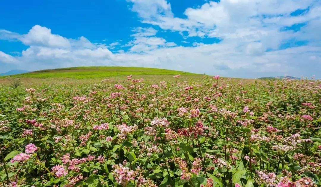 记忆里的昆明,昆明荞酒