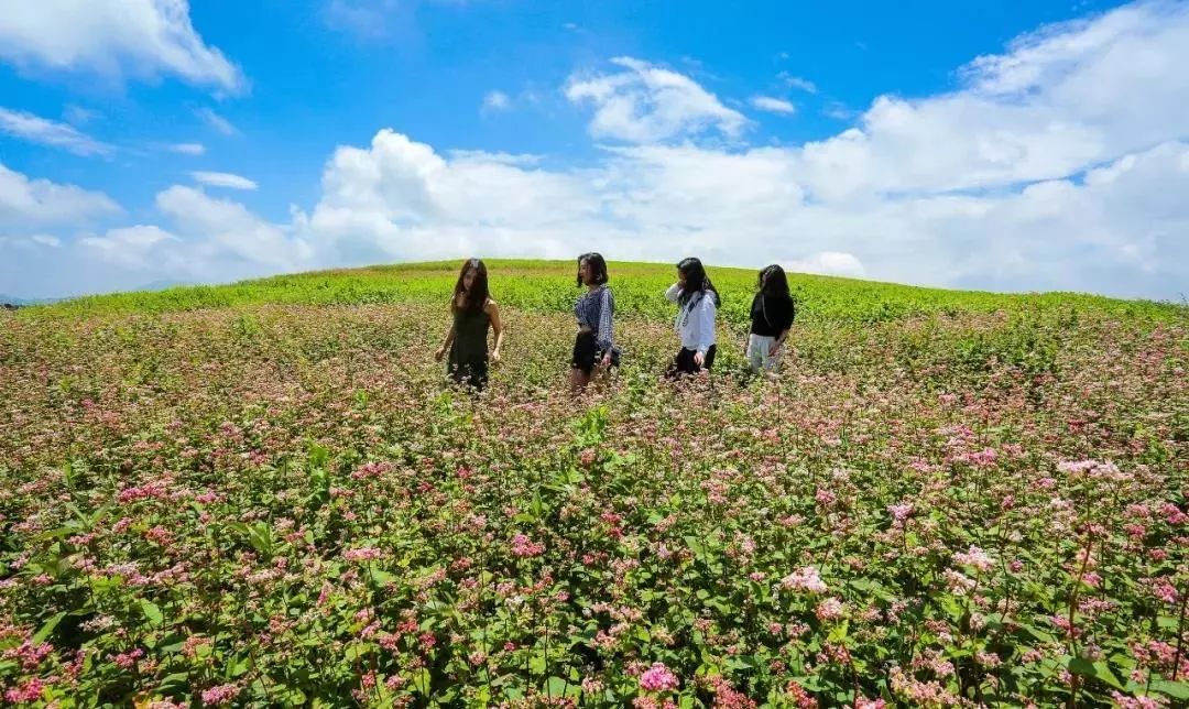 记忆里的昆明,昆明荞酒