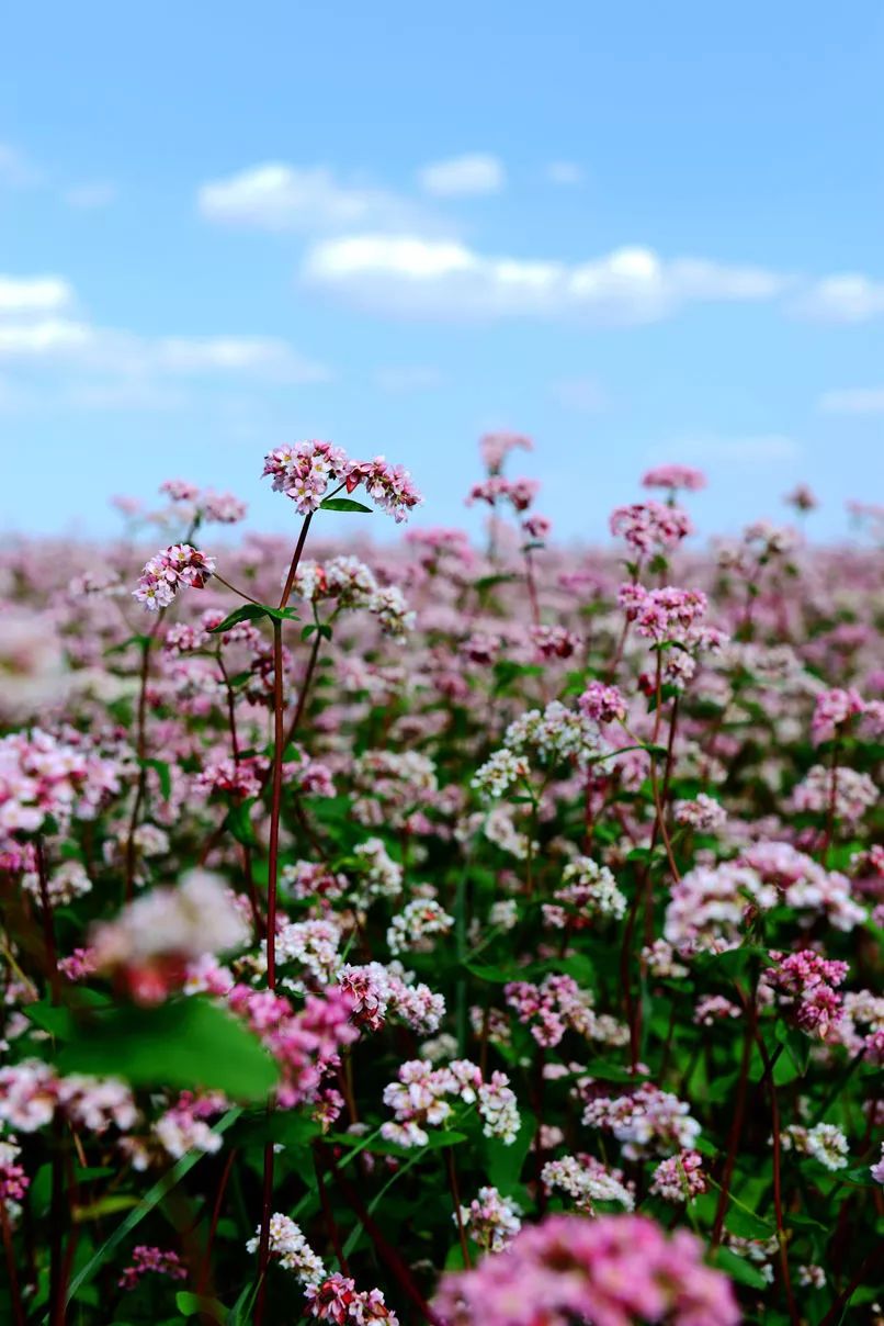 记忆里的昆明,昆明荞酒