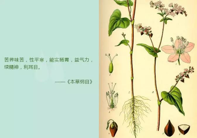 记忆里的昆明,昆明荞酒