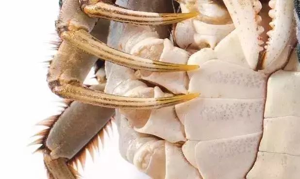 秋风起蟹脚肥原版,秋风起蟹脚肥怎么回事