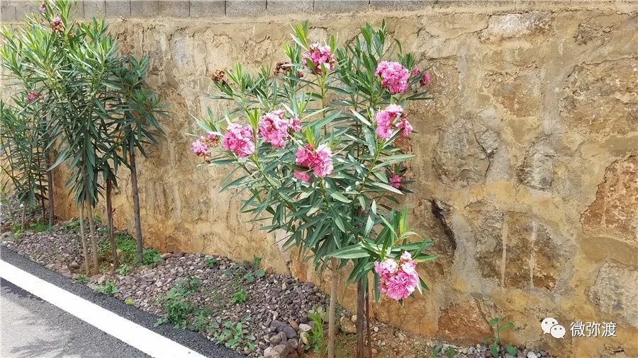 弥渡最富的村庄,弥渡德苴最美村庄