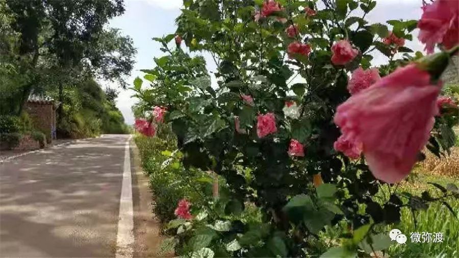 弥渡最富的村庄,弥渡德苴最美村庄
