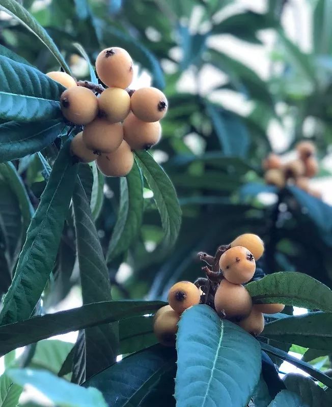 肺热咳嗽喝川贝枇杷膏有效吗,咳嗽喝止咳糖浆的说说