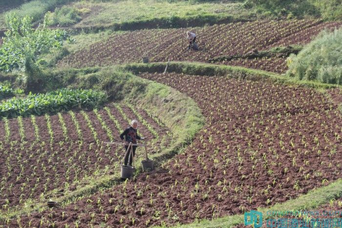 甜高粱种植致富,贵州仁怀高粱种植业及种植技术