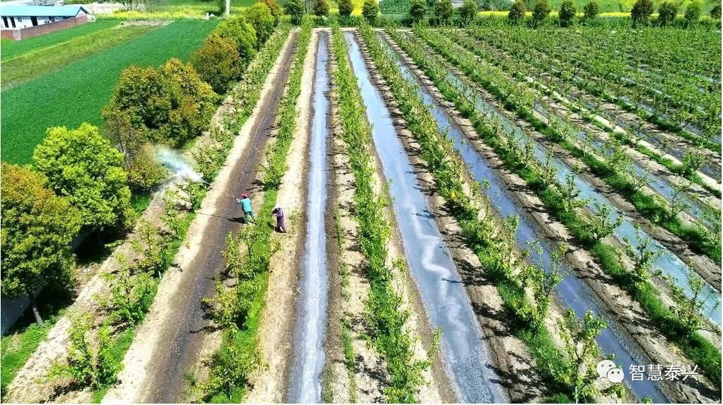 泰兴肉价最新价格,泰兴今日肉价