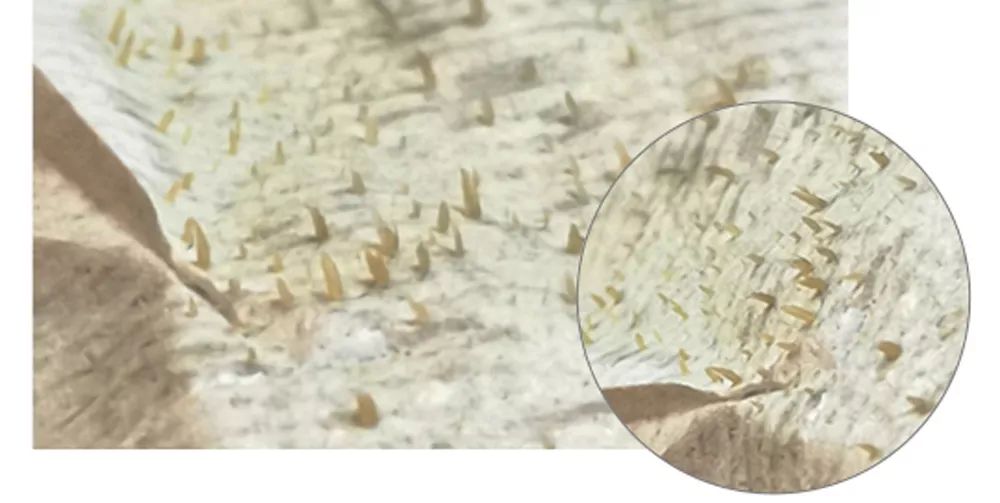 坚决不做“黄脸婆”!有了它,再差的皮肤都有救!丨开团