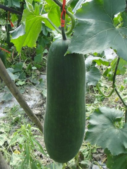 菜贩子买菜小妙招,菜贩子怎么买菜最好