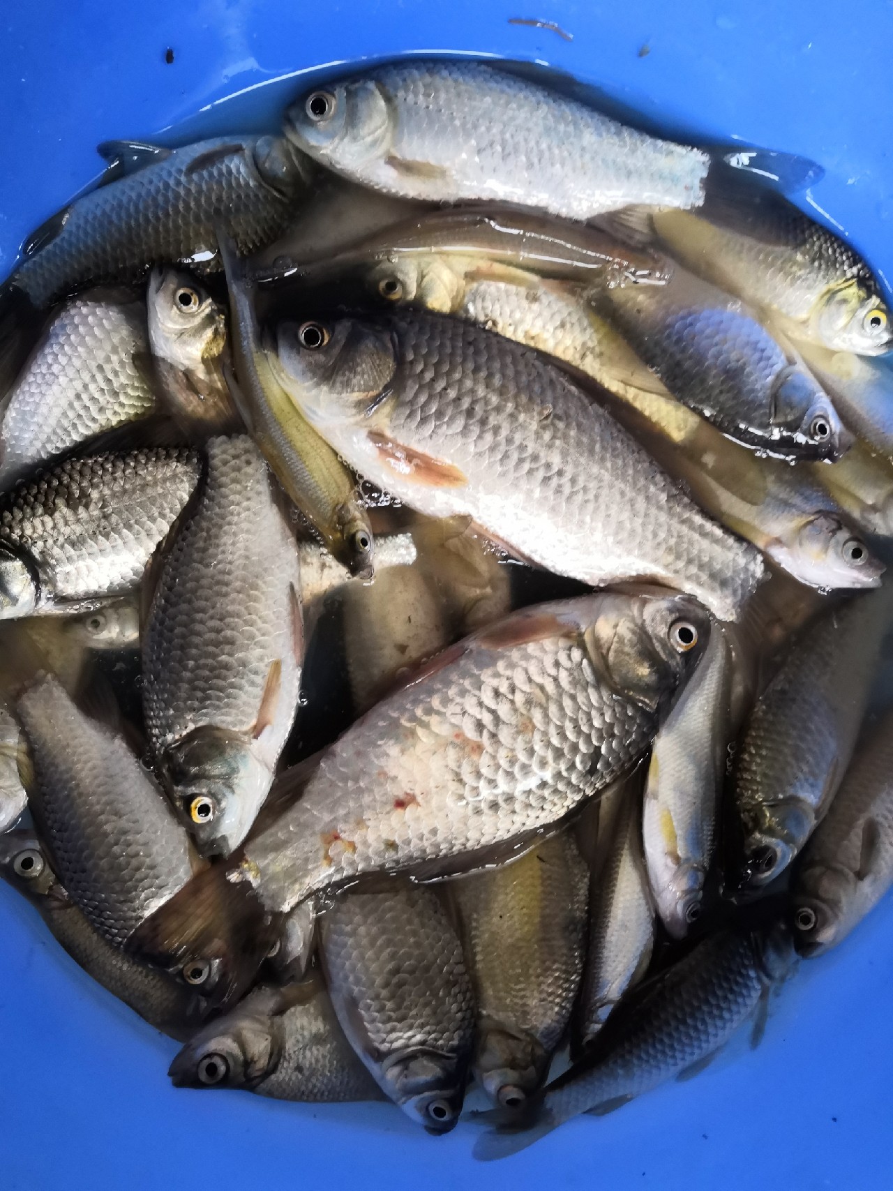 自制七星漂视频教程,自制七星漂调漂