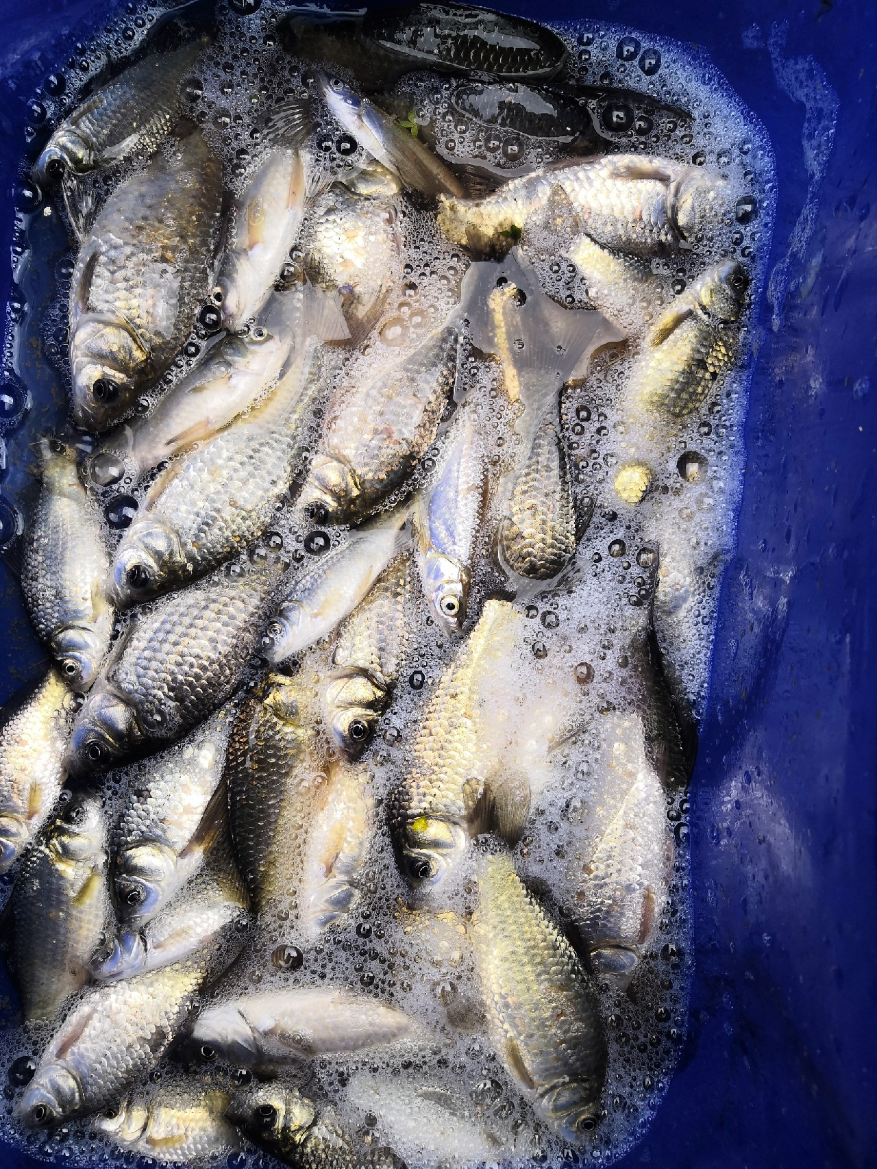 自制七星漂视频教程,自制七星漂调漂