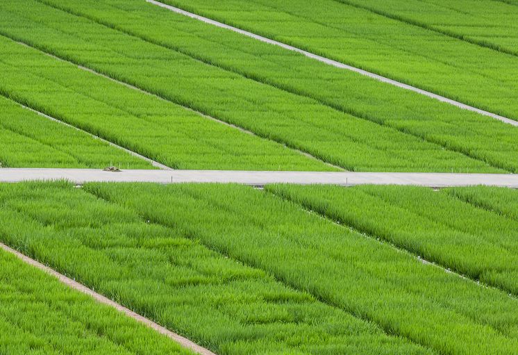 南京是什么气候类型,南京所有颜色