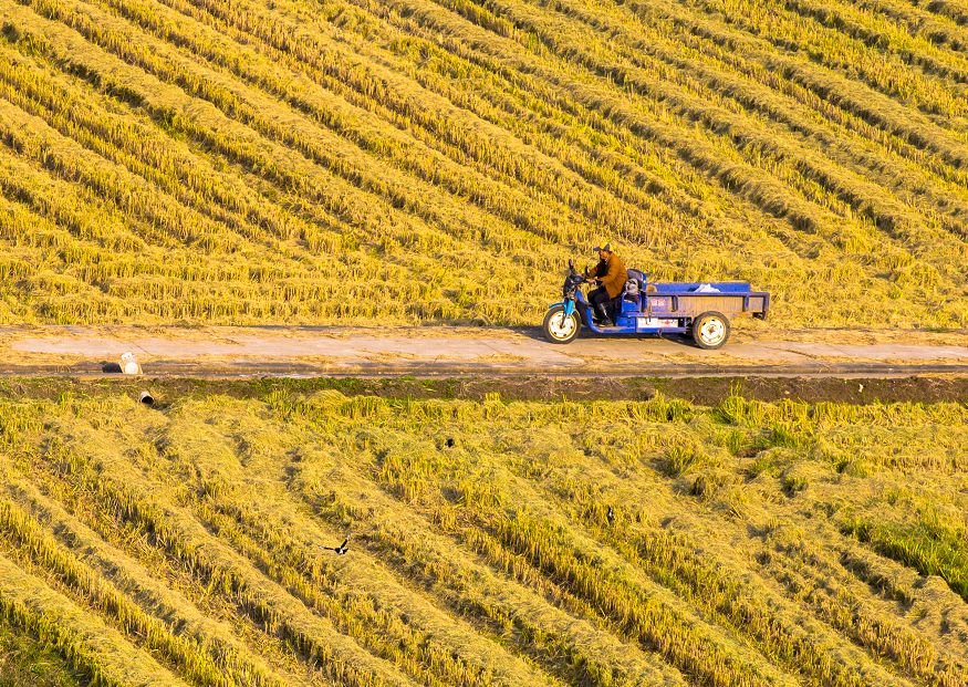 南京是什么气候类型,南京所有颜色
