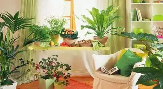 去除甲醛的绿植排行榜,去除甲醛最有效的绿植