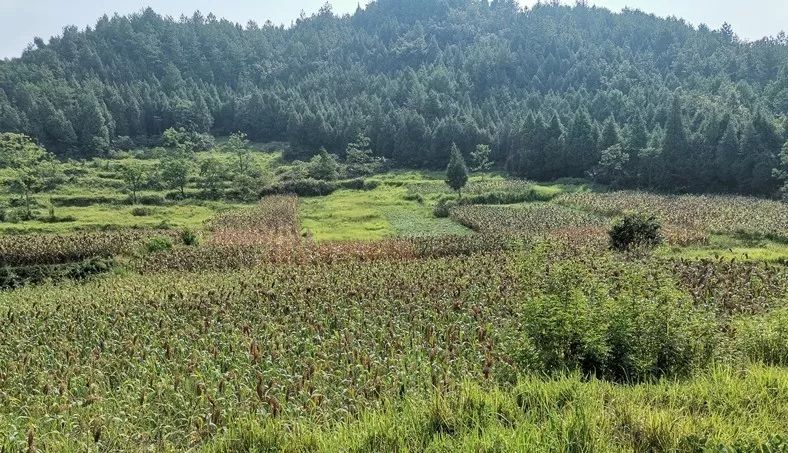 【攻坚动态】今年,田生社区这项产业实现产值近10万元