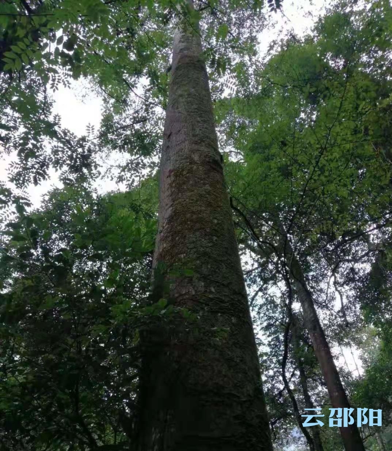 绥宁县书画,绥宁字画