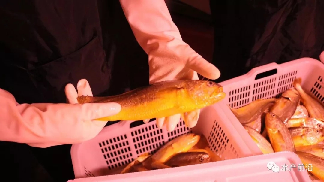 土豪老板成功养殖了数10万条鱼,人工养殖中国国宝娃娃鱼