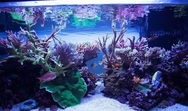 1.2米的缸需要多少沙,1.2米缸改造