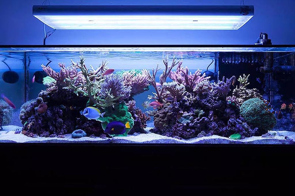 1.2米的缸需要多少沙,1.2米缸改造