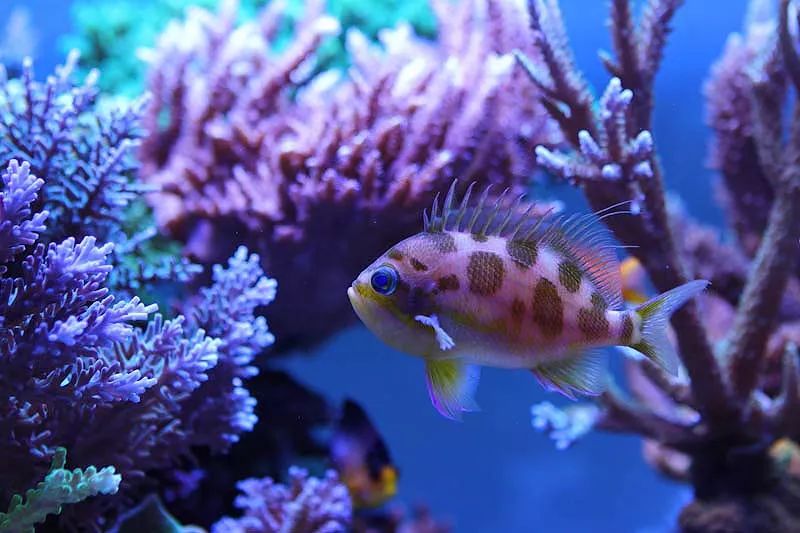 1.2米的缸需要多少沙,1.2米缸改造