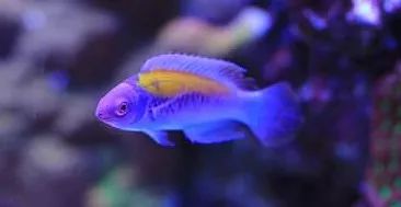 1.2米的缸需要多少沙,1.2米缸改造