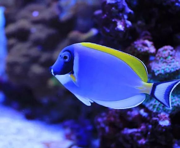 1.2米的缸需要多少沙,1.2米缸改造