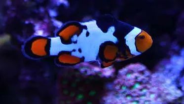 1.2米的缸需要多少沙,1.2米缸改造