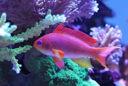 1.2米的缸需要多少沙,1.2米缸改造